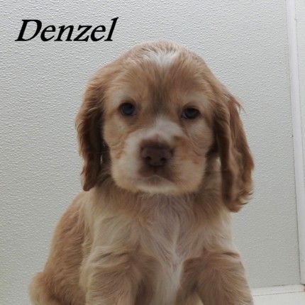 puppy, for, sale, Cocker Spaniel, Joe & Cherri  Overlease, dog, breeder, Miller, MO, dog-breeder, puppy-for-sale, forsale, nearby, find, puppyfind, locator, puppylocator, aca